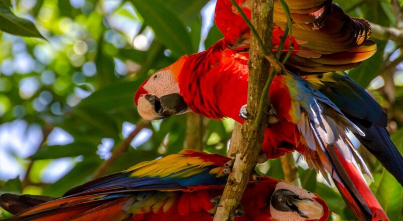 decouvrir le Costa Rica